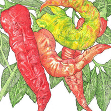 Load image into Gallery viewer, Nardello Sweet Pepper Seeds (Organic)
