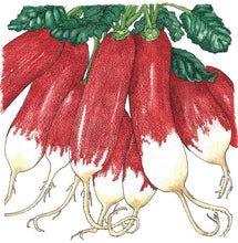 Load image into Gallery viewer, French Breakfast Radish Seeds (Organic)
