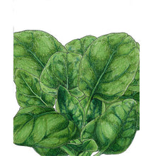 Load image into Gallery viewer, Verdil Spinach Seeds (Organic)
