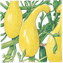 Load image into Gallery viewer, Early Crookneck Summer Squash Seeds (Organic)
