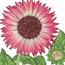 Load image into Gallery viewer, Evening Colors Sunflower Seeds (Organic)
