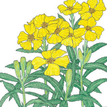 Load image into Gallery viewer, Mexican Tarragon Seeds (Organic)
