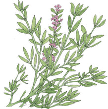 Load image into Gallery viewer, English Thyme Seeds (Organic)
