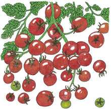 Load image into Gallery viewer, Sweetie Tomato Seeds (Organic)
