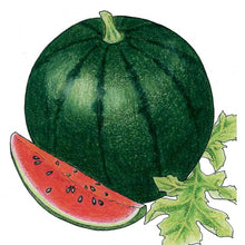 Load image into Gallery viewer, Sugar Baby Watermelon Seeds (Organic)
