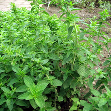 Load image into Gallery viewer, Italian Oregano Seeds (Organic)
