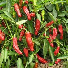 Load image into Gallery viewer, Shishito Pepper Seeds (Organic)
