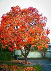 Persimmon (virginiana) tree 7g