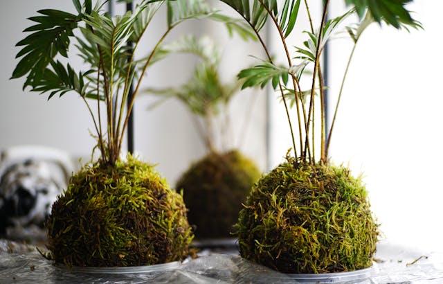 Kokedama Workshop - August 9th