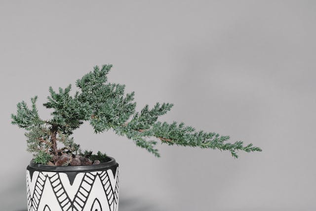 October 18th - Bonsai Workshop