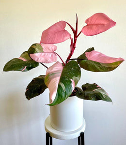 6" Philodendron Pink Princess