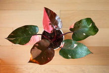 Load image into Gallery viewer, 6&quot; Philodendron Pink Princess
