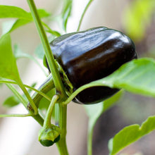 Load image into Gallery viewer, Purple Beauty Sweet Pepper Seeds (Organic)

