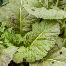 Load image into Gallery viewer, Mesclun Spicy Mix Greens Seeds (Organic)
