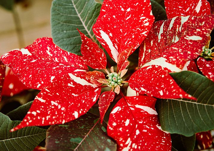 Poinsettia Red Glitter 6.5