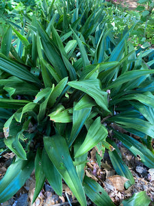 Rhodea japonica Sacred Lily 2g