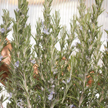 Load image into Gallery viewer, Rosemary Seeds (Organic)
