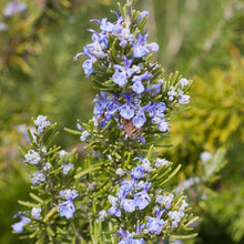 Load image into Gallery viewer, Rosemary Seeds (Organic)
