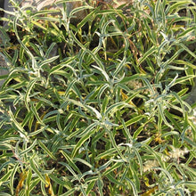 Load image into Gallery viewer, Sage Seeds (Organic)
