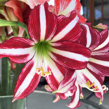 Load image into Gallery viewer, Amaryllis - Santiago
