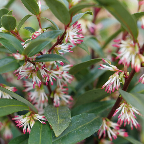 Sarcococca Sweet & Lo 1g