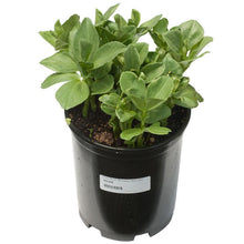 Load image into Gallery viewer, Broad Windsor Fava Bean Seeds (Organic)
