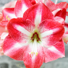 Load image into Gallery viewer, Amaryllis - Monte Carlo
