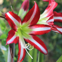 Load image into Gallery viewer, Amaryllis - Santiago
