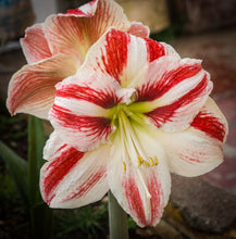 Load image into Gallery viewer, Amaryllis - Clown
