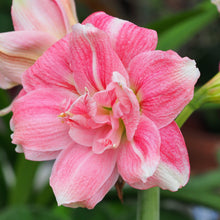 Load image into Gallery viewer, Amaryllis - Sweet Nymph
