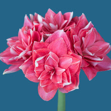 Load image into Gallery viewer, Amaryllis - Double Dream

