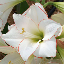 Load image into Gallery viewer, Amaryllis - Picotee
