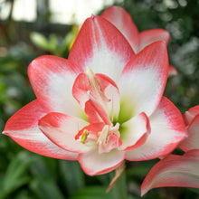 Load image into Gallery viewer, Amaryllis - Blossom Peacock
