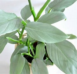 Philodendron Silver Sword 6"