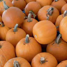 Load image into Gallery viewer, Small Sugar Pumpkin Seeds (Organic)
