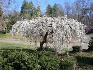 Snow Fountain Weeping Cherry