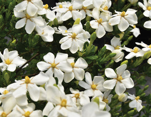 Gardenia Snow Girl 3gal