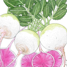 Load image into Gallery viewer, Watermelon Radish Seeds (Organic)
