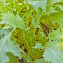 Load image into Gallery viewer, Mesclun Spicy Mix Greens Seeds (Organic)
