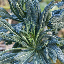 Load image into Gallery viewer, Lacinato Kale Seeds (Organic)
