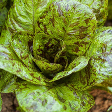Load image into Gallery viewer, Mesclun Spicy Mix Greens Seeds (Organic)
