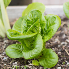 Load image into Gallery viewer, Mesclun Spicy Mix Greens Seeds (Organic)

