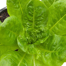 Load image into Gallery viewer, Buttercrunch Lettuce Seeds (Organic)

