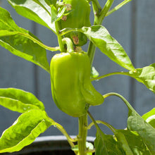 Load image into Gallery viewer, Cal Wonder Sweet Pepper Seeds (Organic)
