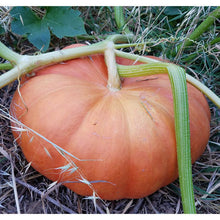 Load image into Gallery viewer, Cinderella Pumpkin Seeds (Organic)
