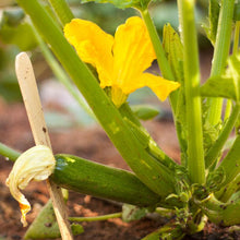 Load image into Gallery viewer, Dark Green Zucchini Summer Squash Seeds (Organic)
