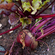 Load image into Gallery viewer, Bull's Blood Beet Seeds (Organic)
