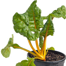 Load image into Gallery viewer, Five Color Silverbeet Chard Seeds (Organic)
