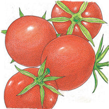 Load image into Gallery viewer, Burbank Tomato Seeds (Organic)
