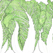 Load image into Gallery viewer, Napa Bilko Cabbage Seeds (Organic)
